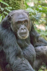 Africa, Uganda, Kibale Forest National Park.  Chimpanzee (Pan troglodytes) in forest. 2016-08-04