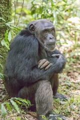 Africa, Uganda, Kibale Forest National Park.  Chimpanzee (Pan troglodytes) in forest. 2016-08-04
