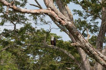 Uganda, Bwindi Impenetrable National Park. UNESCO Heritage site. African fish eagle (Haliaeetus vocifer) 2016-08-04