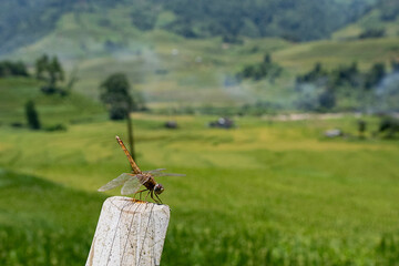 Landscape with green and yellow rice terraced fields and an insect near SaPa  in northern Vietnam