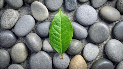 Green leaf on smooth gray pebbles, minimalist natural still life, green, leaf, smooth, pebbles, gray, wet, minimalist