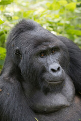 Africa, Uganda, Bwindi Impenetrable Forest and National Park.  Mountain, or eastern gorillas, Gorilla beringei. 2016-08-04