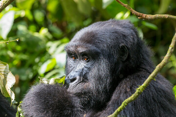 Africa, Uganda, Bwindi Impenetrable Forest and National Park.  Mountain, or eastern gorillas, Gorilla beringei. 2016-08-04