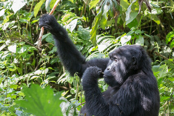 Africa, Uganda, Bwindi Impenetrable Forest and National Park.  Mountain, or eastern gorillas, Gorilla beringei. 2016-08-04