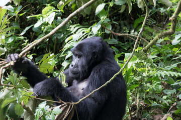 Obraz premium Africa, Uganda, Bwindi Impenetrable Forest and National Park. Mountain, or eastern gorillas, Gorilla beringei. 2016-08-04