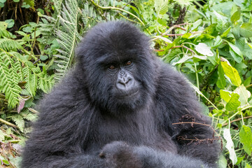 Obraz premium Africa, Rwanda, Musanze District, Volcanoes National Park, Ruhengeri, Kinigi. Gorilla, beringei beringei, Mountain gorilla. 2016-08-04