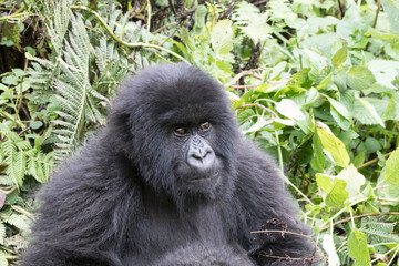 Africa, Rwanda, Musanze District, Volcanoes National Park, Ruhengeri, Kinigi. Gorilla, beringei beringei, Mountain gorilla. 2016-08-04