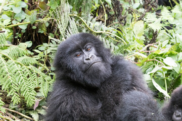 Africa, Rwanda, Musanze District, Volcanoes National Park, Ruhengeri, Kinigi. Gorilla, beringei beringei, Mountain gorilla. 2016-08-04