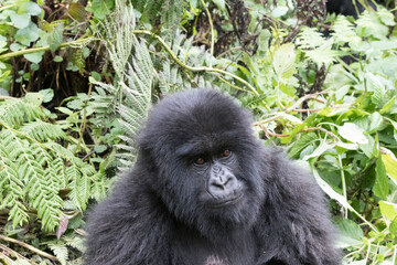 Africa, Rwanda, Musanze District, Volcanoes National Park, Ruhengeri, Kinigi. Gorilla, beringei beringei, Mountain gorilla. 2016-08-04