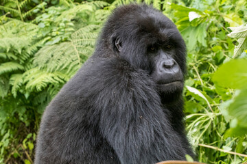 Africa, Rwanda, Musanze District, Volcanoes National Park, Ruhengeri, Kinigi. Gorilla, beringei beringei, Mountain gorilla. 2016-08-04