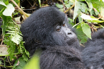 Africa, Rwanda, Musanze District, Volcanoes National Park, Ruhengeri, Kinigi. Gorilla, beringei beringei, Mountain gorilla. 2016-08-04