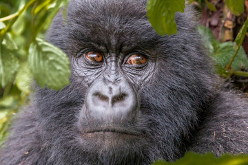 Africa, Rwanda, Musanze District, Volcanoes National Park, Ruhengeri, Kinigi. Gorilla, beringei...