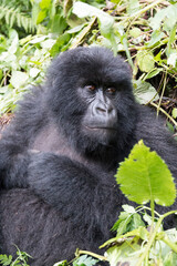 Africa, Rwanda, Musanze District, Volcanoes National Park, Ruhengeri, Kinigi. Gorilla, beringei beringei, Mountain gorilla. 2016-08-04