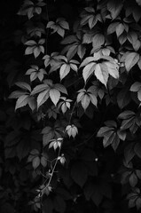 vineyard foliage leaves summer black white grey