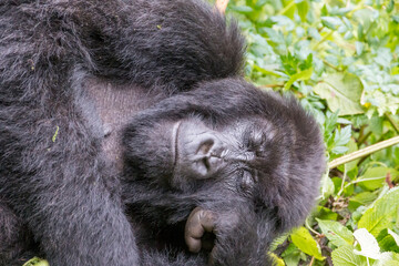 Obraz premium Africa, Rwanda, Musanze District, Volcanoes National Park, Ruhengeri, Kinigi. Gorilla, beringei beringei, Mountain gorilla. 2016-08-04