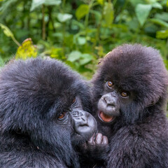 Africa, Rwanda, Musanze District, Volcanoes National Park, Ruhengeri, Kinigi. Gorilla, beringei beringei, Mountain gorilla. Baby and mother. 2016-08-04