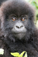 Obraz premium Africa, Rwanda, Musanze District, Volcanoes National Park, Ruhengeri, Kinigi. Gorilla, beringei beringei, Mountain gorilla. Baby. 2016-08-04