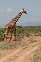 Africa, Kenya, Samburu National Park, Reticulated Giraffe (giraffa Camelopardalis Reticulata). 2016-08-04