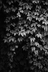 vineyard foliage leaves summer black white grey