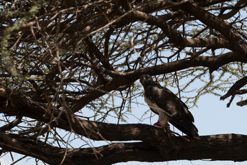 Africa, Kenya, Samburu National Reserve. Martial Eagle (Polemaetus Bellicosus). Africa’s largest eagle. 2016-08-04
