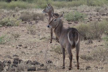 Africa, Kenya, Samburu National Reserve. Defassa waterbuck, Kobus ellipsiprymnus . 2016-08-04