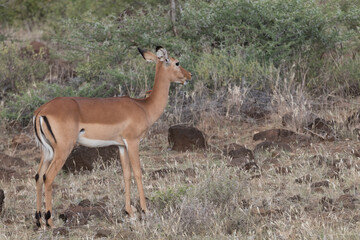 Africa, Kenya, Samburu National Reserve. Impala, Aepyceros melampus 2016-08-04