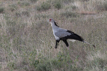 Africa, Kenya, Samburu National Reserve. Secretary bird (Sagittarius serpentarius). 2016-08-04