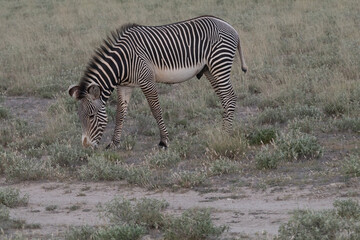 Obraz premium Africa, Kenya, Samburu National Game Reserve and Park, Grevy's Zebra (equus Grevyi). 2016-08-04