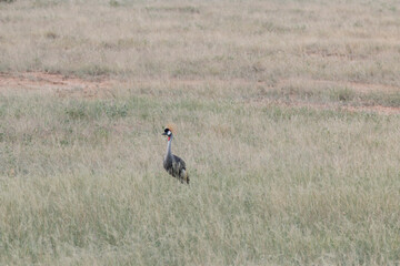 Africa, Kenya, Samburu National Reserve. The grey crowned crane, crested crane, East African B. r. gibbericeps  (Balearica regulorum). 2016-08-04
