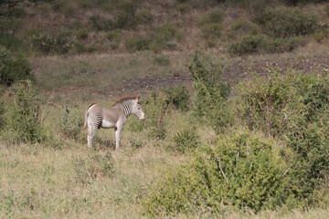 Africa, Kenya, Samburu National Park, Grevy's Zebra (equus Grevyi). 2016-08-04