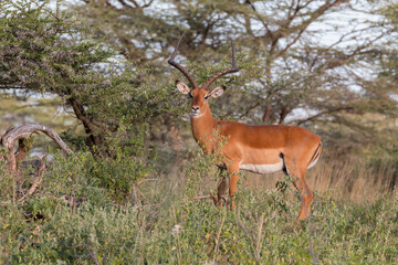 Africa, Kenya, Samburu National Reserve. Impala. Aepyceros melampus. 2016-08-04