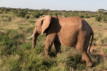 Fototapeta premium Africa, Kenya, Samburu National Reserve. Elephants in Savannah.(Loxodonta africana). 2016-08-04
