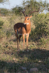 Africa, Kenya, Samburu National Reserve.impala, aepyceros melampus. 2016-08-04