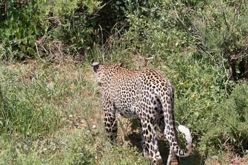Africa, Kenya, Samburu National Reserve. African Leopard (Panthera pardus pardus) in grasslands. 2016-08-04