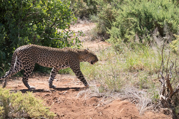 Africa, Kenya, Samburu National Reserve. African Leopard (Panthera pardus pardus) in grasslands. 2016-08-04