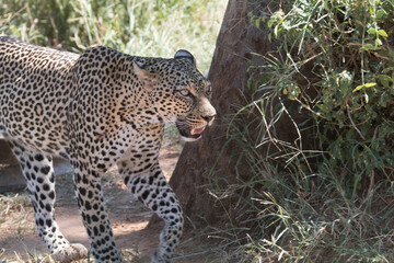 Africa, Kenya, Samburu National Reserve. African Leopard (Panthera pardus pardus) in grasslands. 2016-08-04