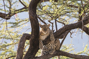 Africa, Kenya, Samburu National Reserve. African Leopard (Panthera pardus pardus) in tree. 2016-08-04