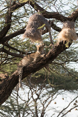 Africa, Kenya, Samburu National Reserve. African Leopard (Panthera pardus pardus) in tree. 2016-08-04