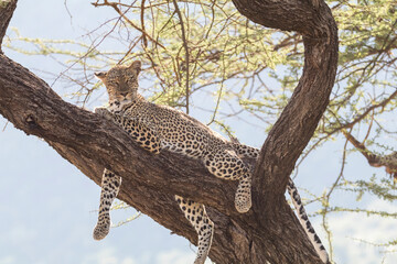 Africa, Kenya, Samburu National Reserve. African Leopard (Panthera pardus pardus) in tree. 2016-08-04