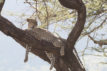 Obraz premium Africa, Kenya, Samburu National Reserve. African Leopard (Panthera pardus pardus) in tree. 2016-08-04