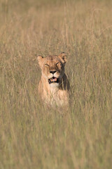 Kenya, Masai Mara National Reserve. African Lion (Panthera leo) female. 2016-08-04