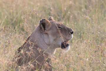 Kenya, Masai Mara National Reserve. African Lion (Panthera leo) female. 2016-08-04
