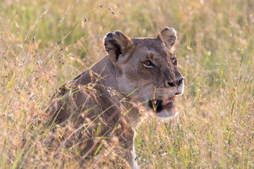 Kenya, Masai Mara National Reserve. African Lion (Panthera leo) female. 2016-08-04