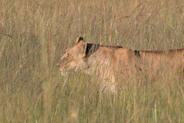 Kenya, Masai Mara National Reserve. African Lion (Panthera leo) female. 2016-08-04
