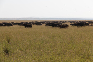 Obraz premium Africa, Kenya, Masai Mara National Reserve. Blue Wildebeest. (Connochaetes taurinus.) 2016-08-04