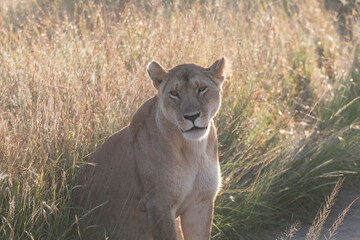 Africa, Kenya, Masai Mara National Reserve.African Lion (Panthera leo) female. 2016-08-04