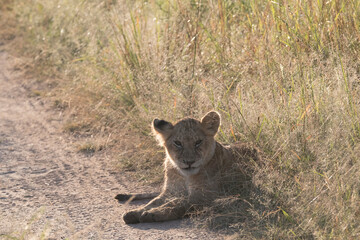 Africa, Kenya, Masai Mara National Reserve. African Lion (Panthera leo)  cubs. 2016-08-04