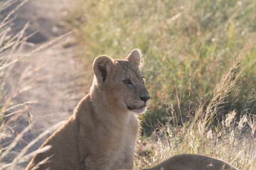 Africa, Kenya, Masai Mara National Reserve. African Lion (Panthera leo)  cubs. 2016-08-04