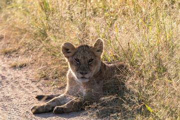Africa, Kenya, Masai Mara National Reserve. African Lion (Panthera leo)  cubs. 2016-08-04