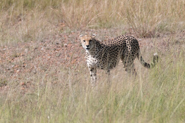 Africa, Kenya, Masai Mara National Reserve. Cheetah (Acinonyx jubatus) 2016-08-04